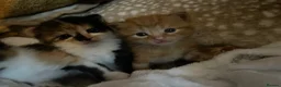 Mixed Breed cats for sale: 5 Adorable kittens and Mummy  - Advert 11