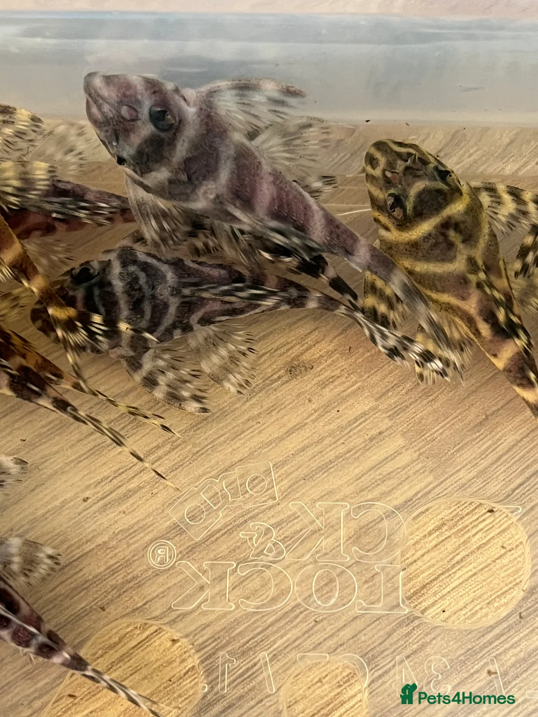 Plecos fish for sale: L333 King Tiger Pleco, Standard and high grade.  - Advert 8