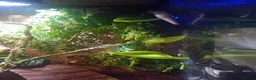 Chameleon reptiles for sale: Camelian with full set up  in Leeds - Advert 4