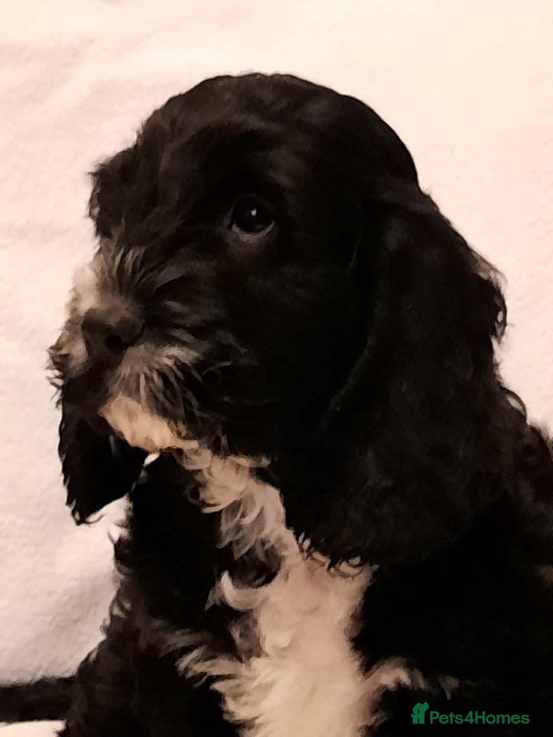 Cockapoo dogs for sale: Adorable F1 Cockapoo puppies for sale - Advert 2