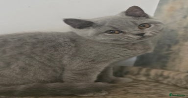 British Shorthair cats - Advert 11