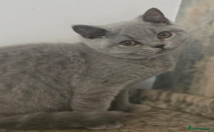 British Shorthair cats - Advert 8