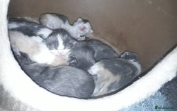 Ragcoon cats for sale: Stunning, and chunky ragcoons  - Image 32