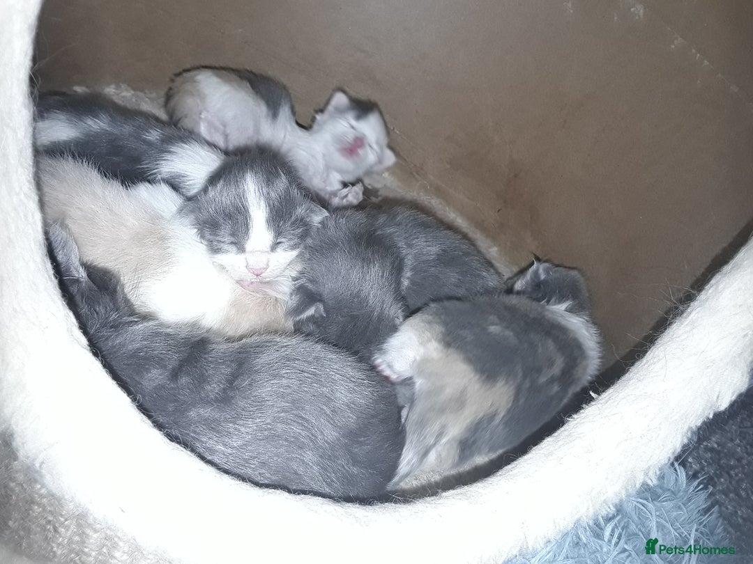 Ragcoon cats for sale: Stunning, and chunky ragcoons  - Image 32
