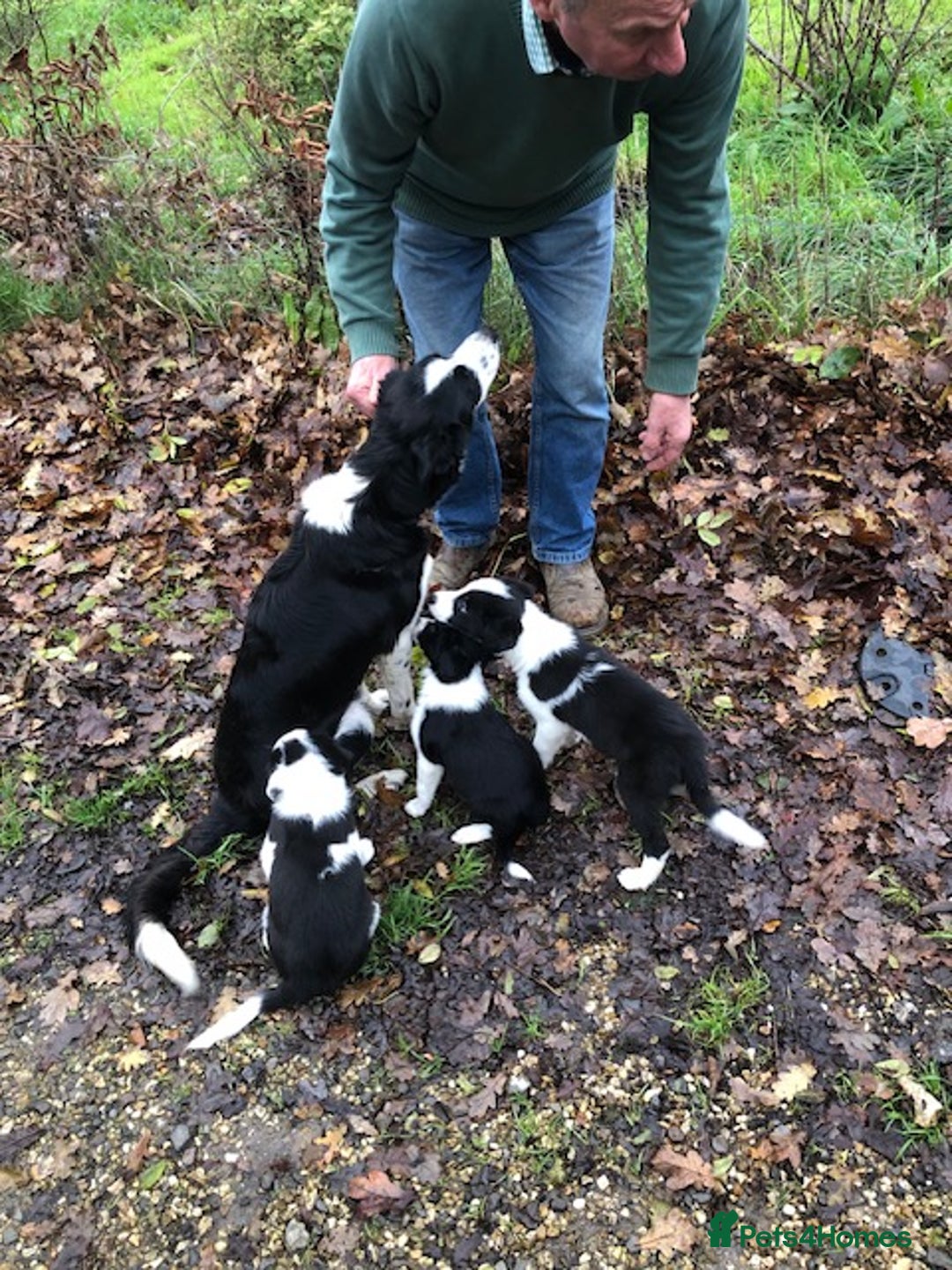Border Collie dogs for sale: Adorable Border Collies - Advert 1
