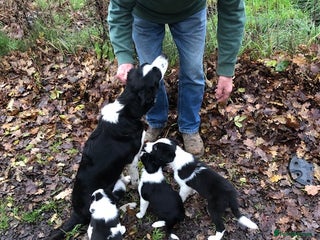 Border Collie dogs Adorable Border Collies - Advert 2
