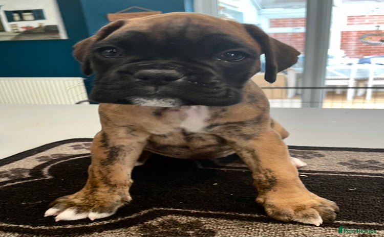 Boxer dogs - Advert 1