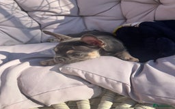 French Bulldog dogs for sale: 3 year old female French bulldog - Image 11