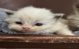 Ragdoll cats for sale: 3 beautiful ragdolls - Image 5