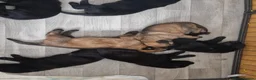 German Shepherd dogs for sale: Beautiful german shepherd puppies for sale  - Advert 25