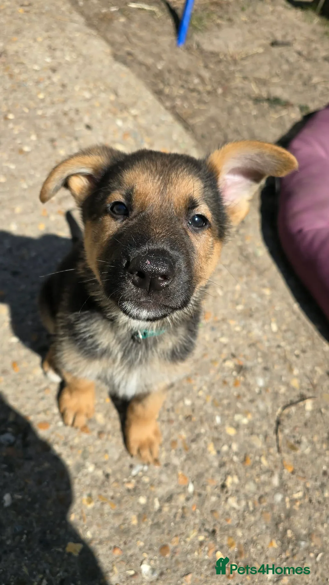 Mixed Breed dogs for sale: Shepkitas for sale - Advert 2