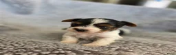 Biewer Terrier dogs for sale: Purebred Biewer Terrier Puppies - Advert 4