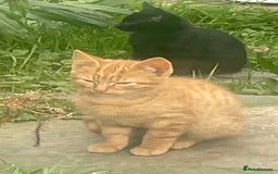 Mixed Breed cats for sale: Farm Kittens - Image 4