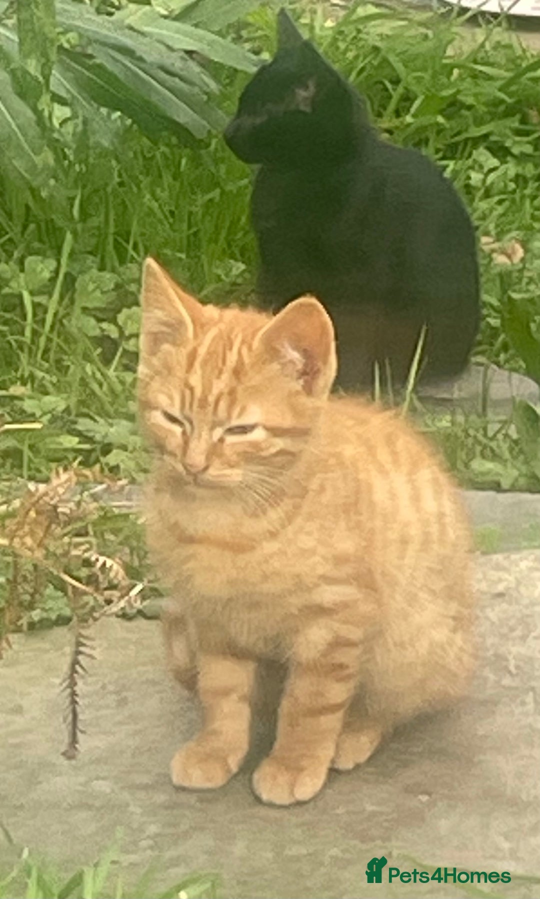 Mixed Breed cats for sale: Farm Kittens - Image 4