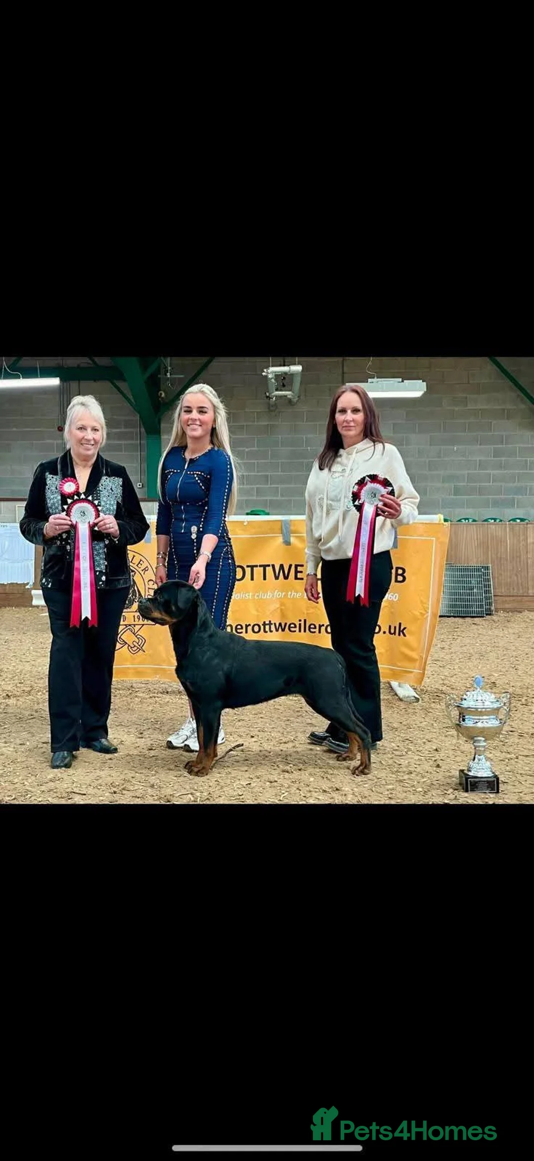 Rottweiler dogs for sale: Excellent Pedigree Dog Puppy - Advert 27