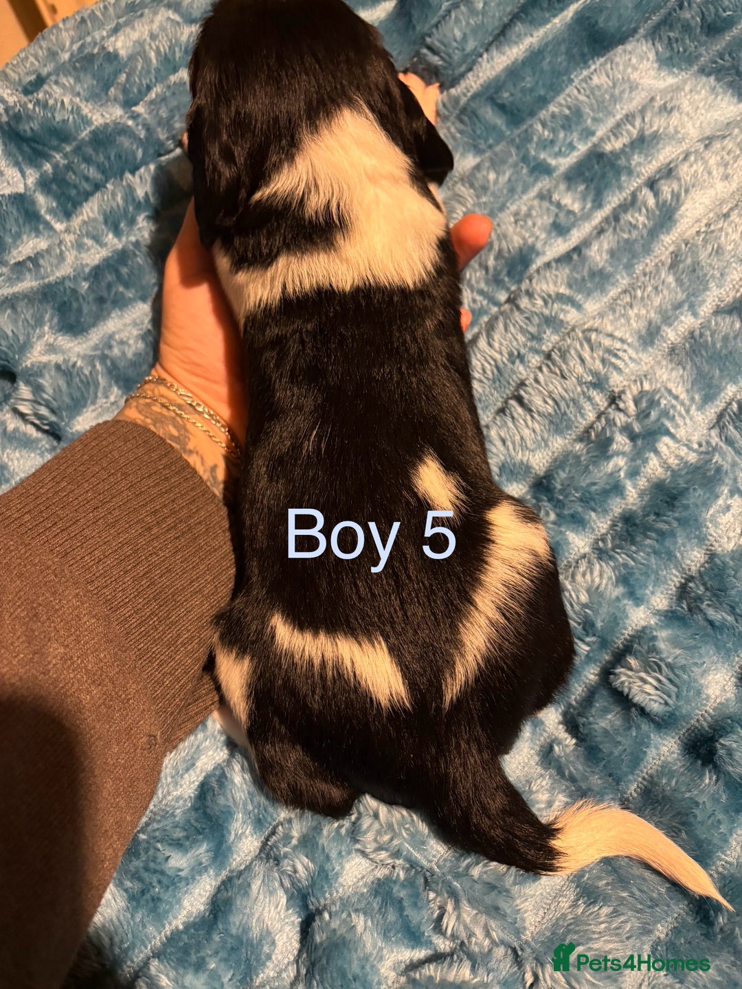 English Springer Spaniel dogs for sale: ✨ KC Registered English Springer Spaniel Puppies ✨ - Advert 24