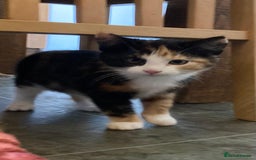 Mixed Breed cats for sale: KITTENS for Sale - Boys and Girls - Advert 5