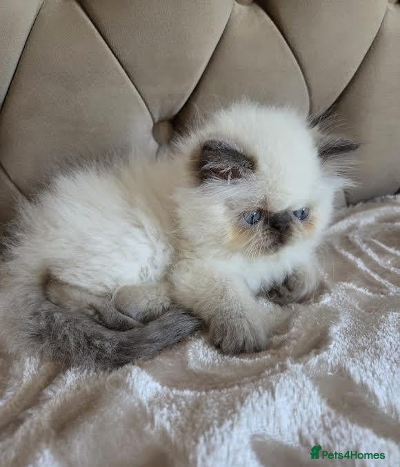 Persian cats Persian Himalayan Kittens - Advert 1