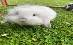 Mixed Breed rabbits for sale: Baby rabbits male and females - Image 1