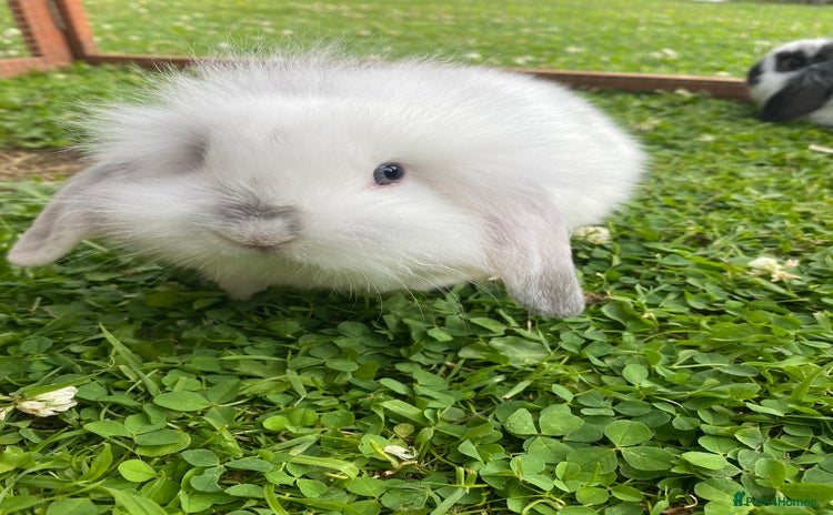 Mixed Breed rabbits - Advert 1