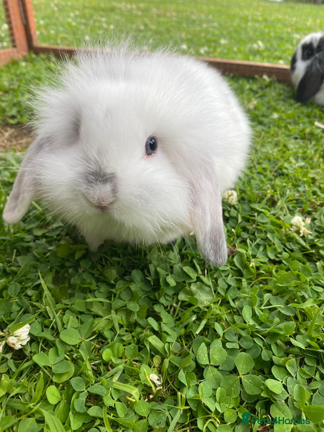 Mixed Breed rabbits for sale: Baby rabbits male and females - Image 1
