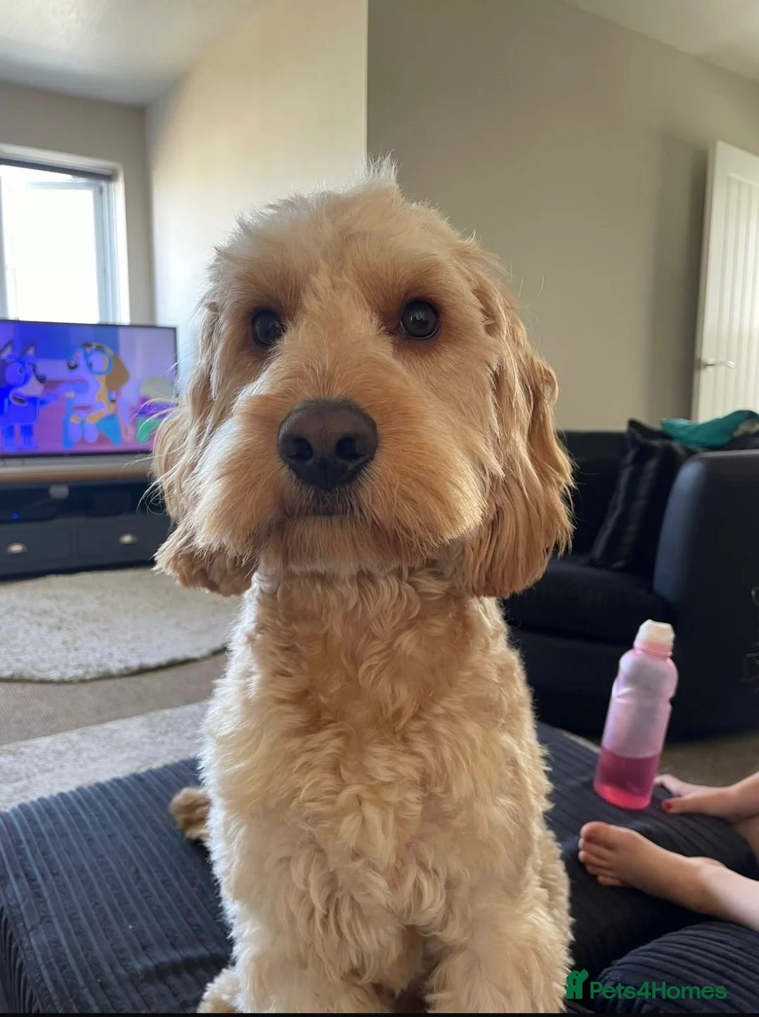 Cockapoo dogs for sale: Teddy - 1 year old male cockapoo  - Advert 2