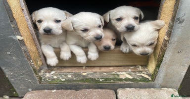 Labrador Retriever dogs in Lauder - Advert 10