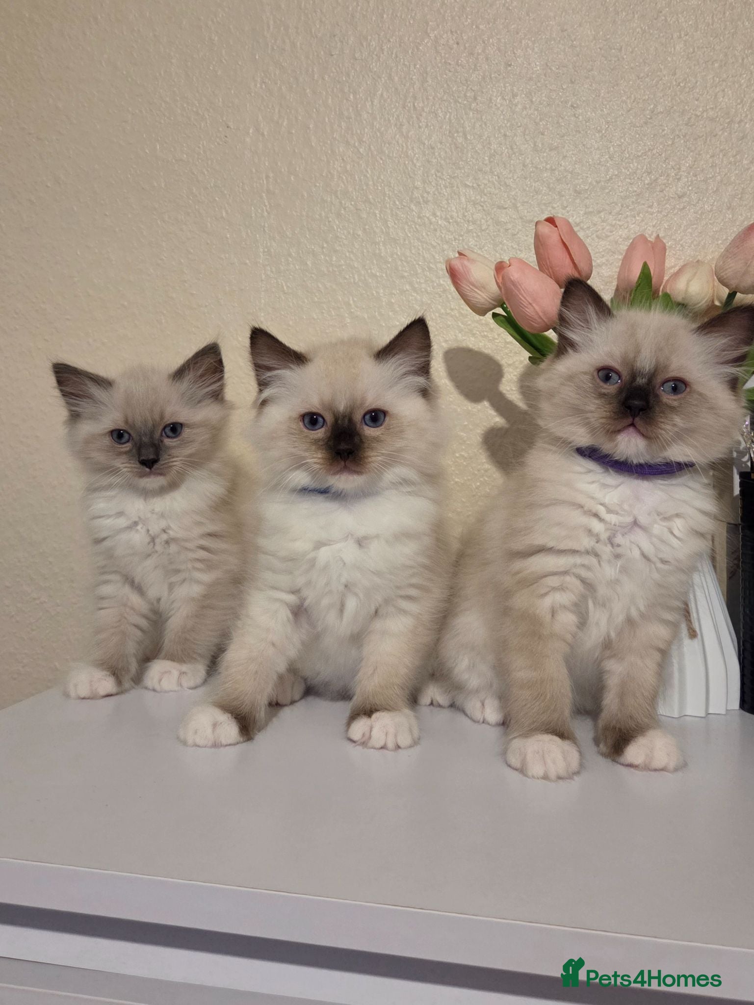 Ragdoll cats Chunky Ragdoll Kittens  - Advert 5