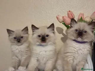 Ragdoll cats Chunky Ragdoll Kittens - Advert 7