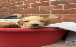 Mixed Breed dogs for sale: Beautiful Sprizla Puppies  - Image 12