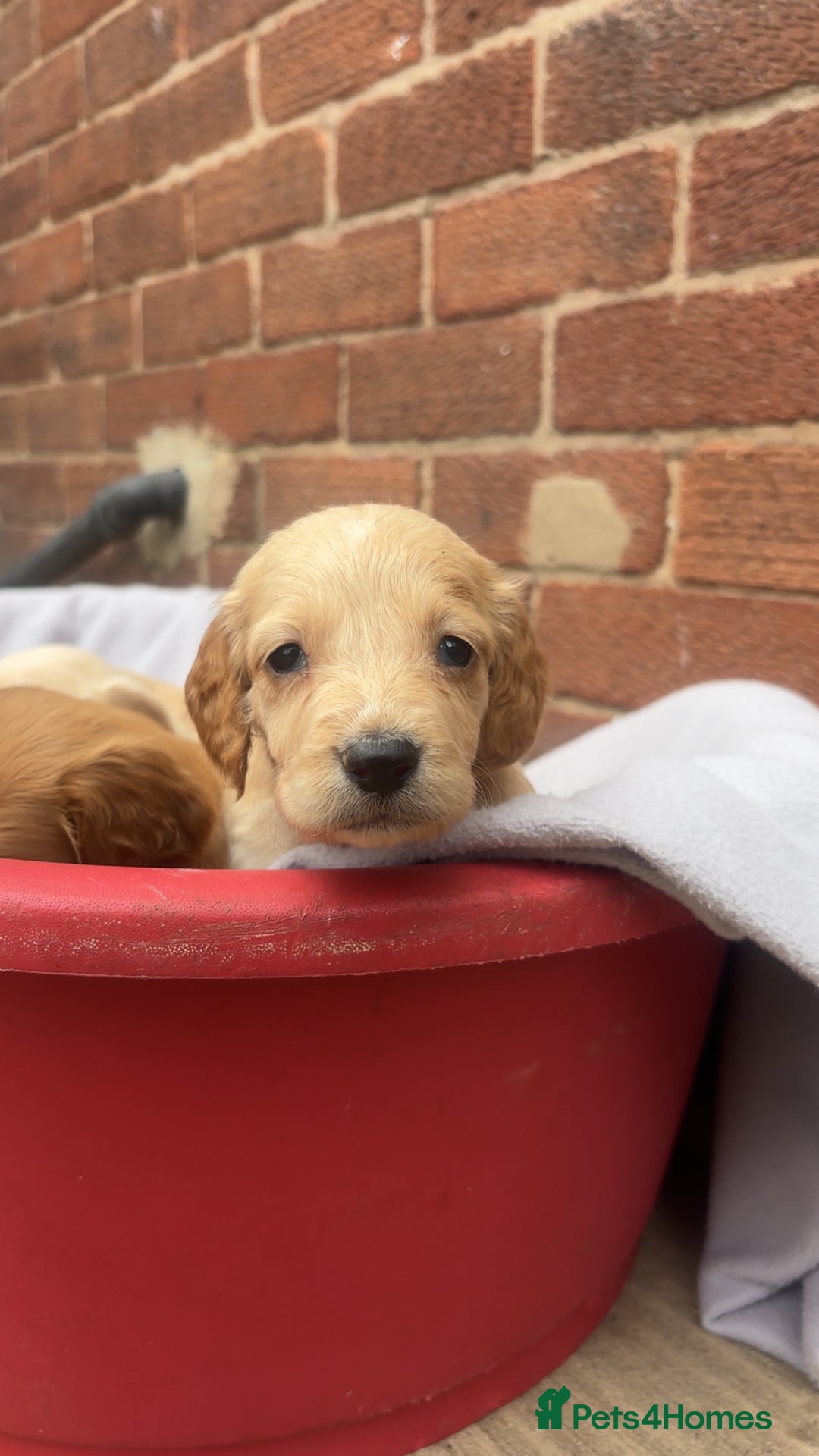 Mixed Breed dogs for sale: Beautiful Sprizla Puppies  - Image 12