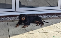 Mixed Breed dogs for sale: *UPDATE* 3x purebred dogs for rehoming - Image 1