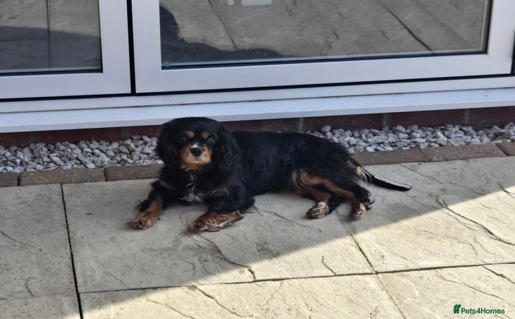 Mixed Breed dogs - Advert 1