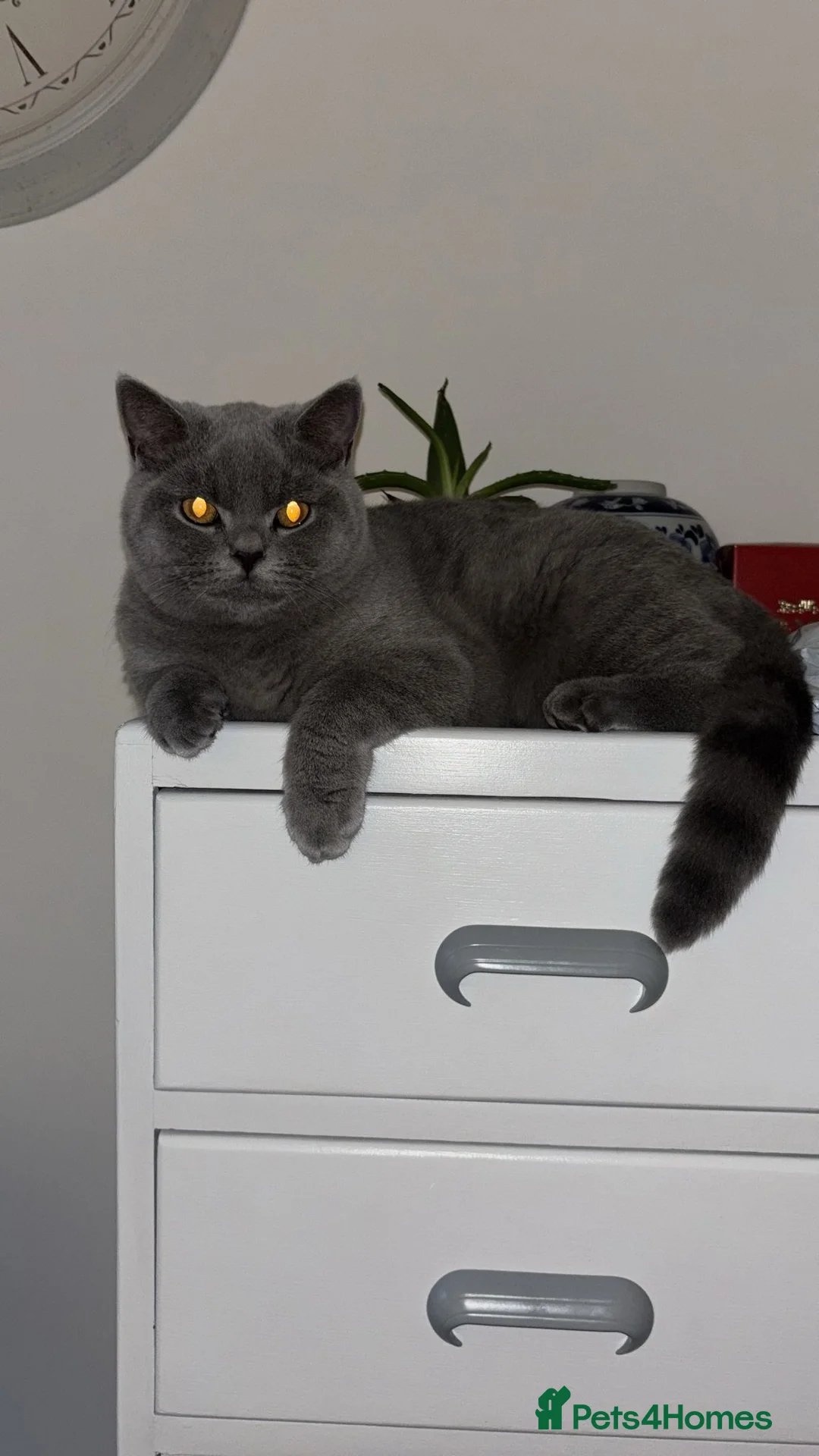 British Shorthair cats for sale: 🧸1 Remaining Chunky British Shorthair Kittens🧸 - Advert 1