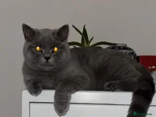 British Shorthair cats 🧸1 Remaining Chunky British Shorthair Kittens🧸 - Advert 4