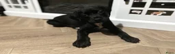 Mixed Breed dogs for sale: Rottweiler X Dalmatian spaniel  in Tonbridge - Advert 5
