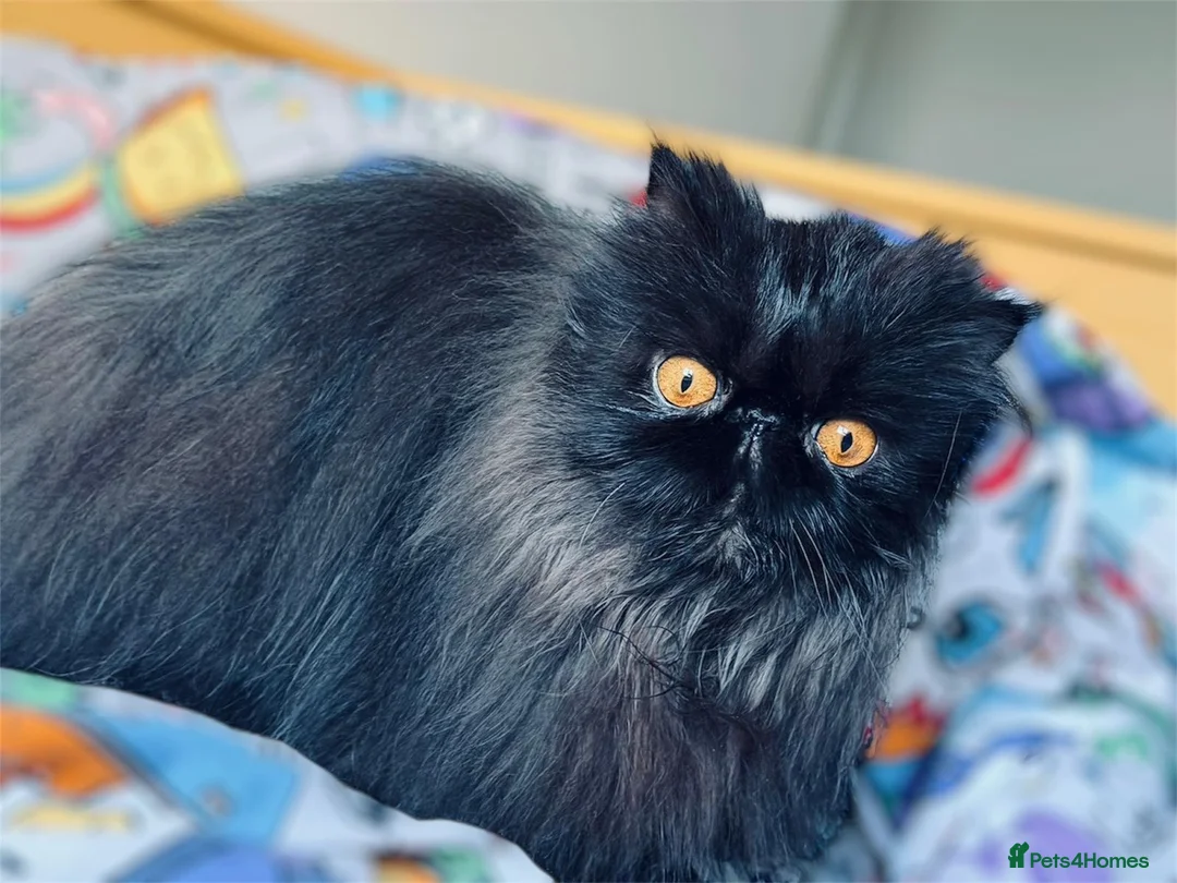 Persian cats for sale: Beautiful long hair Persian girl  - Advert 7
