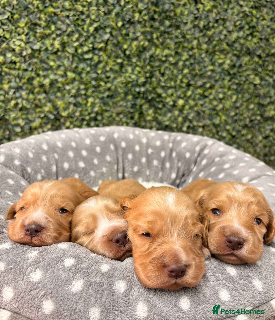 Cocker Spaniel dogs for sale: 🤎🧡 Show Cocker Spaniel Puppies For Sale - Advert 10