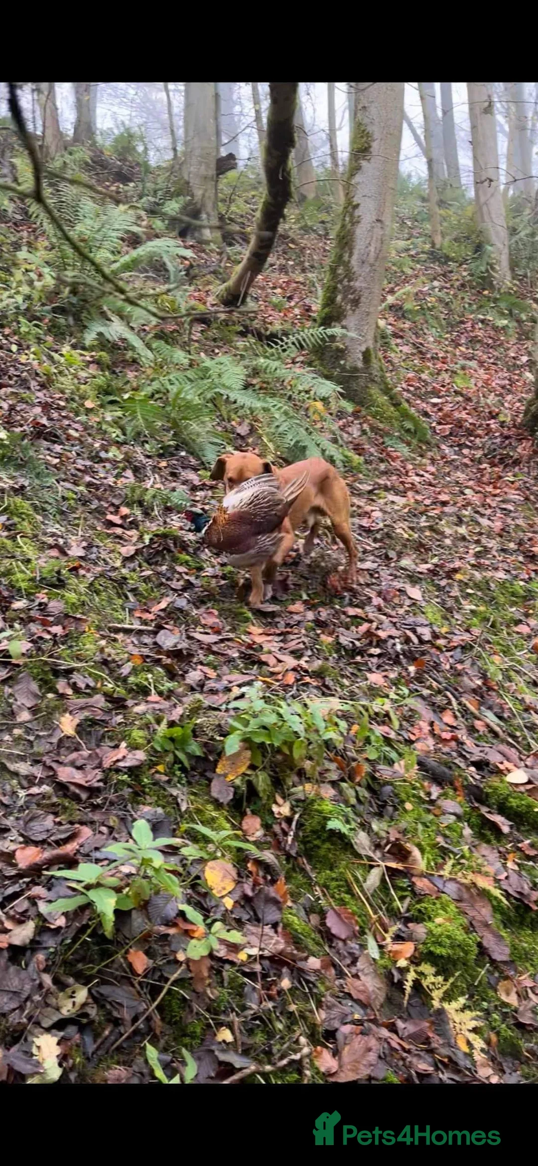 Labrador Retriever dogs for stud: 🔸DARK RED WORKING STUD KC & FULLY HEALTH TESTED🔸 in Hawes - Advert 30