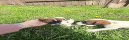 Jack Russell dogs for sale: One little male Jack Russell - Advert 21