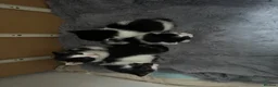 Mixed Breed rabbits for sale: Black and white kittens  in Bognor Regis - Advert 4