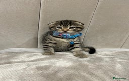 Scottish Fold cats for sale: ✨🐾 Cute Kittens Looking for Loving Homes! 🐾✨ - Image 10