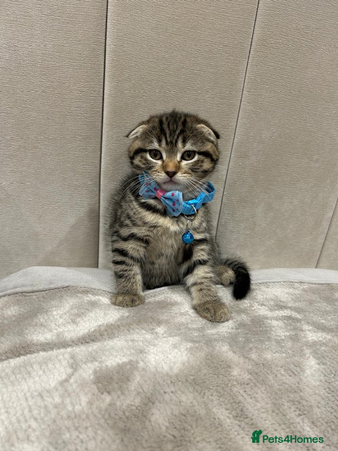 Scottish Fold cats for sale: ✨🐾 Cute Kittens Looking for Loving Homes! 🐾✨ - Image 10