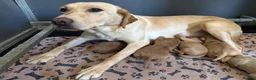 Labrador Retriever dogs for sale: Labrador puppies - Advert 1
