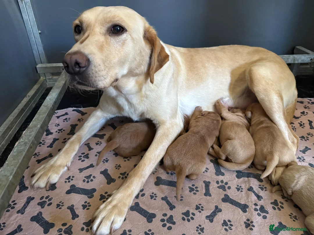 Labrador Retriever dogs for sale: Labrador puppies - Advert 1