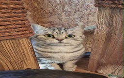 British Shorthair cats for sale: 2 adult British Shorthair girls - Advert 8