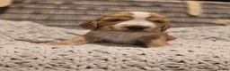 Cocker Spaniel dogs for sale: KC Registered Show cocker spaniel  - Advert 31