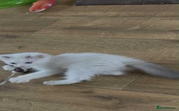 Ragdoll cats for sale: Beautiful Ragdoll kittens  - Image 17