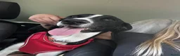 Mixed Breed dogs for adoption: Panda is looking for her forever home  in Newton Abbot - Advert 5