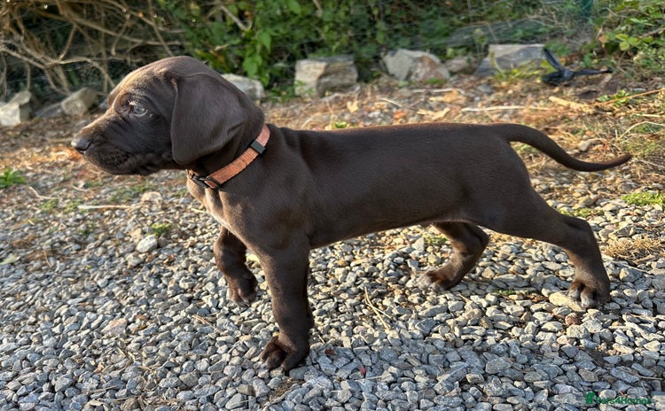 German Shorthaired Pointer dogs - Advert 2